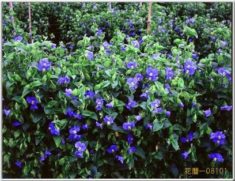 牛首紬　伝統工芸　金沢　加賀友禅