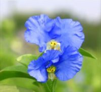 牛首紬　伝統工芸　金沢　加賀友禅